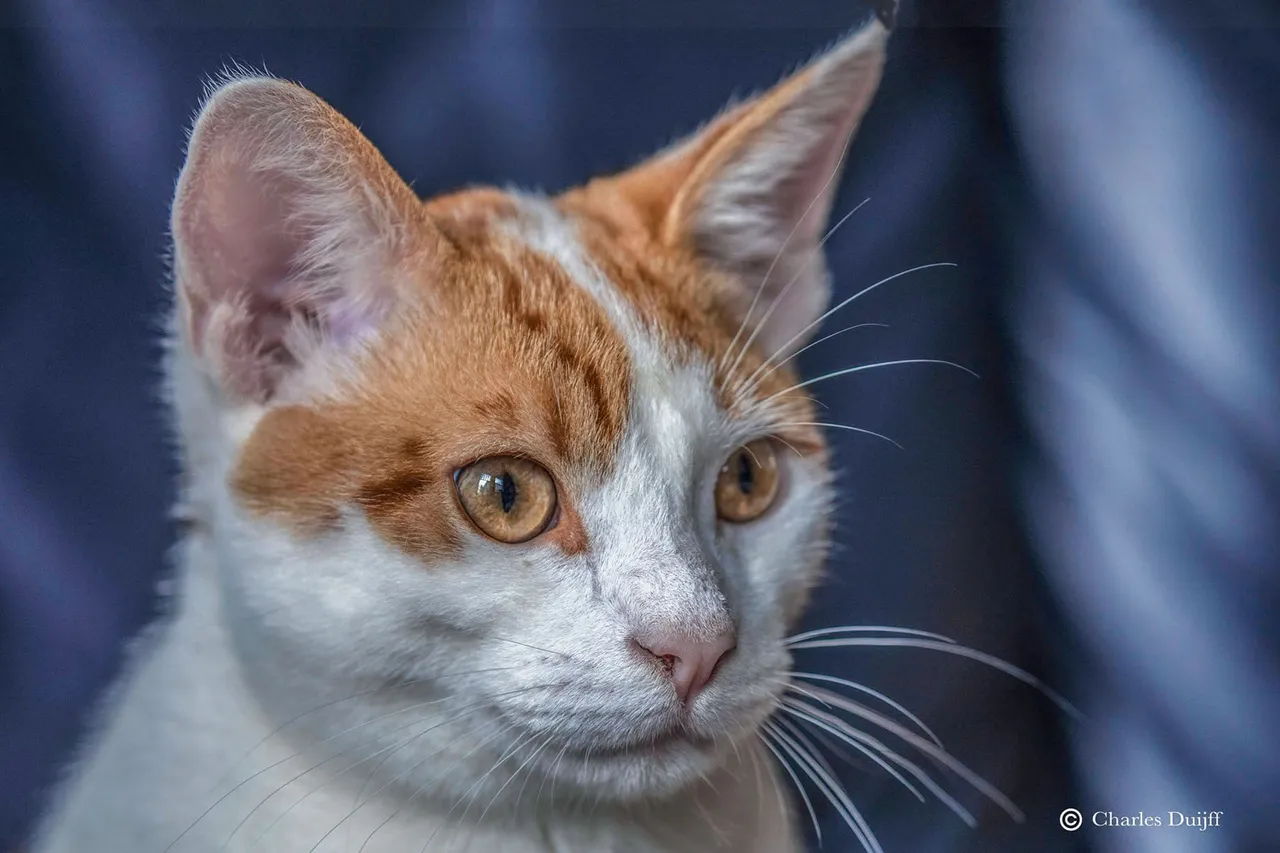 mickey clooney uitgelicht A