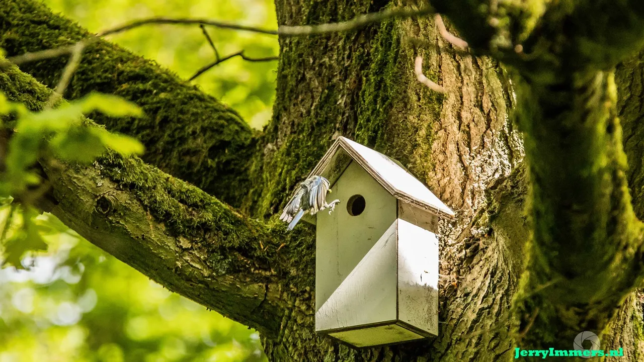 vogelhuisje met vogel