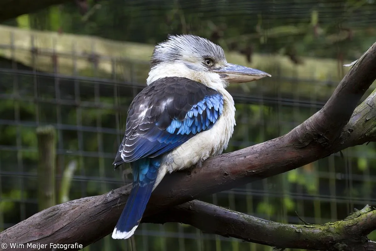 11174734 1038238359521449 6534108035600347402 o