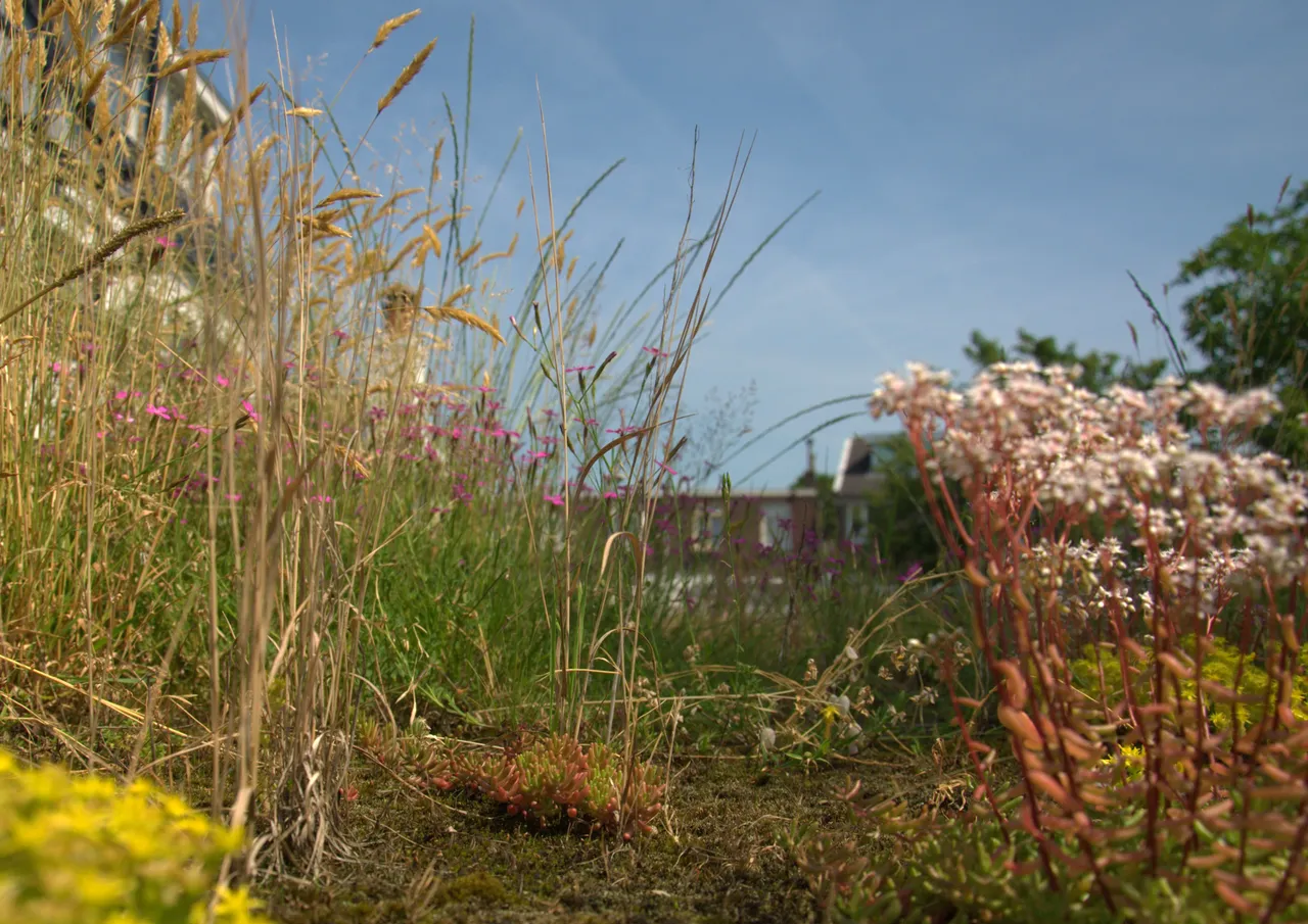 afbeelding 2 biodivers dak