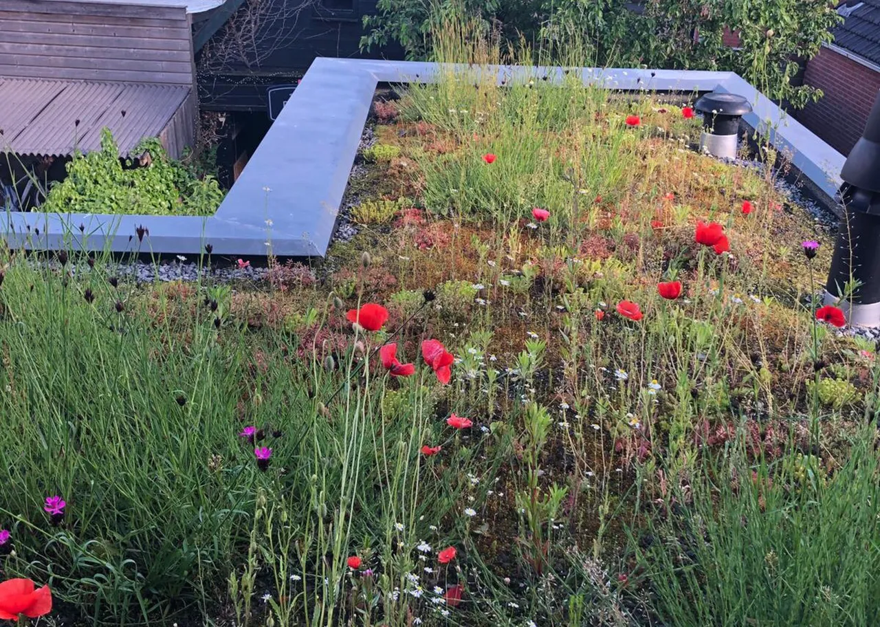 afbeelding 3 dakbloemenweide