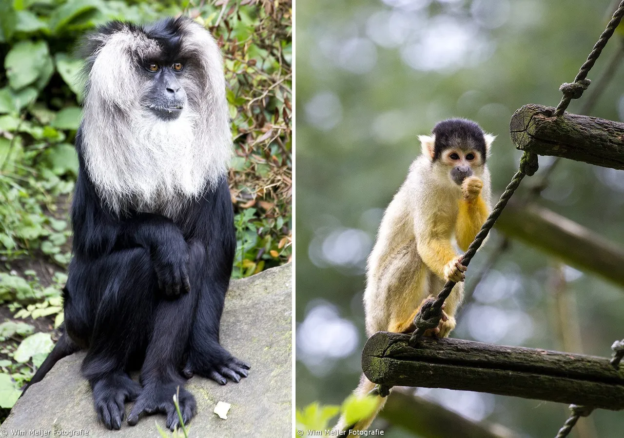 baardaap en mister nilsson