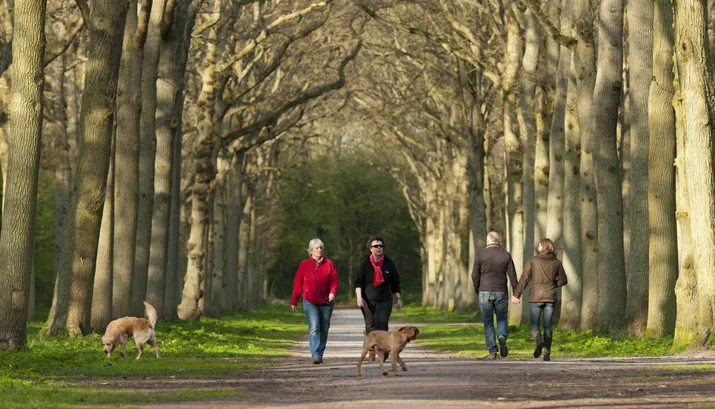 beeckestijn honden banner 1