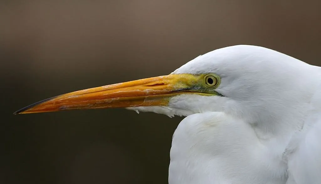 heron head 3189 pixa 1024x586