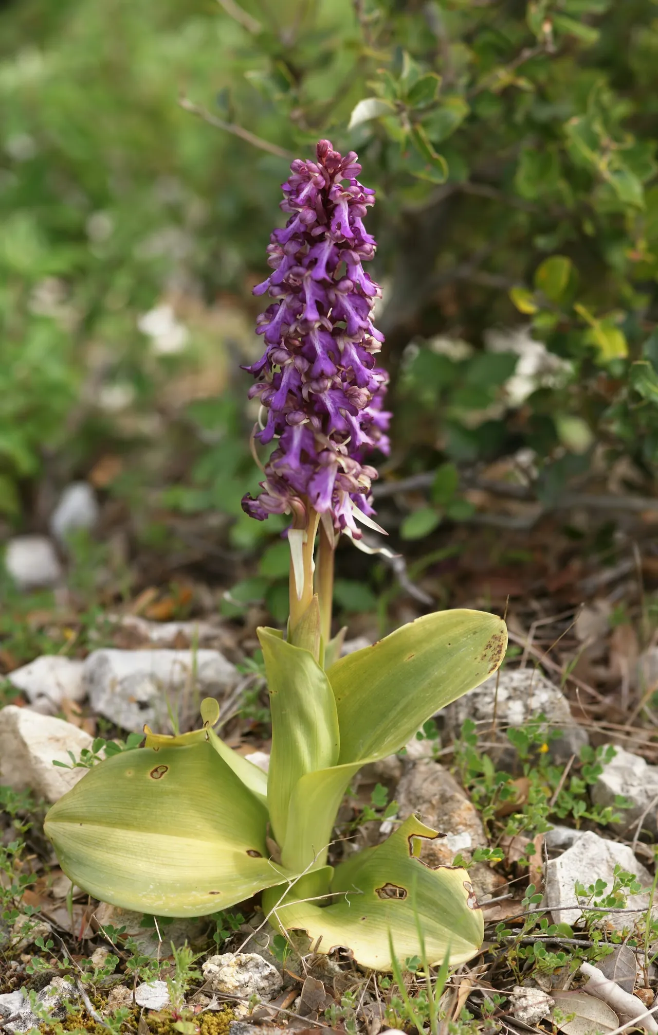 himantoglossum robertianum plant scaled