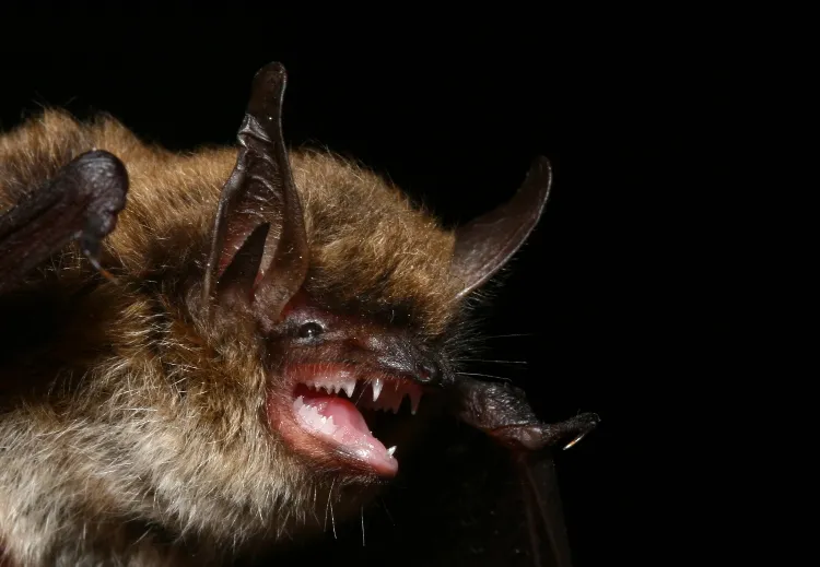 myotis mystacinus manuel ruedi