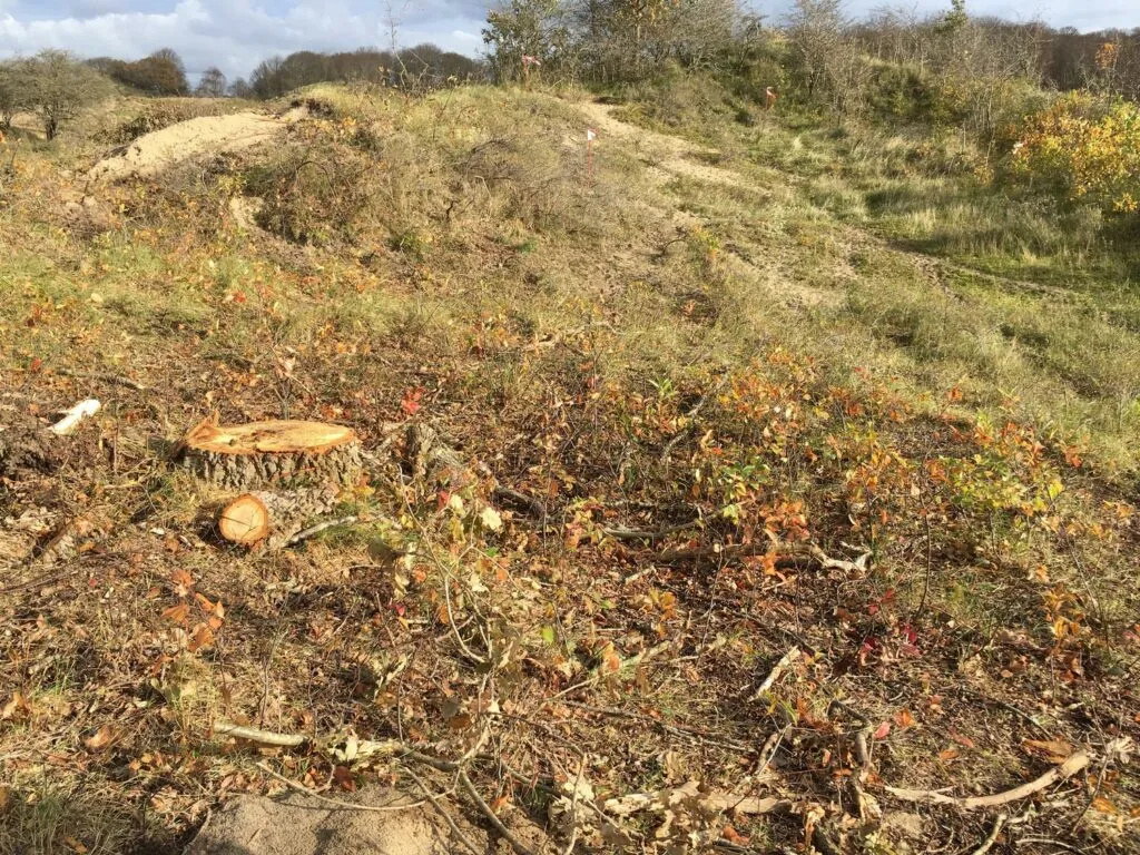 natuurmonumenten resten amerikaanse vogelkers rond dennenboom 1 1024x768