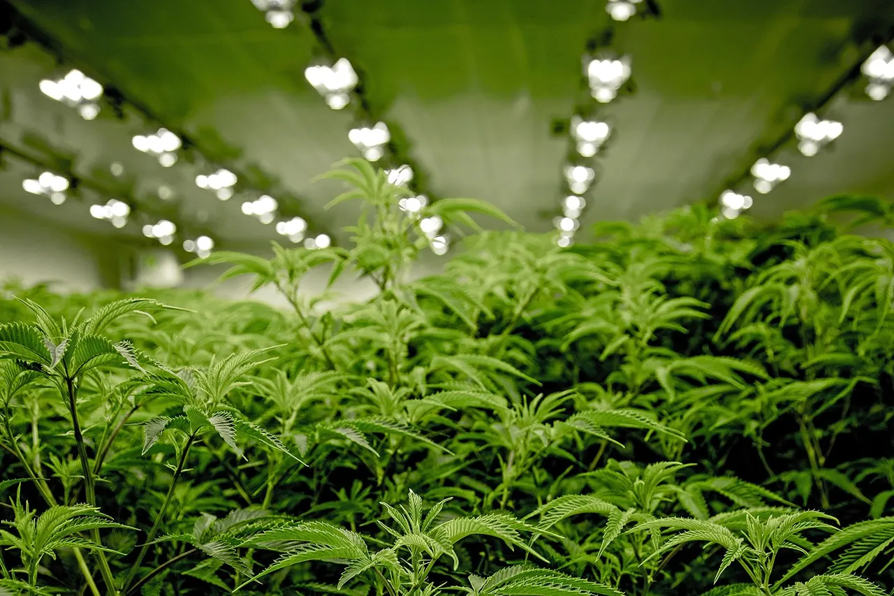 next green wave jpi6skrd rw unsplash 1