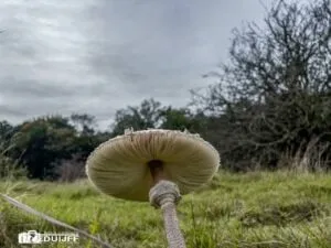 onderzijde paddenstoel schuin 300x225