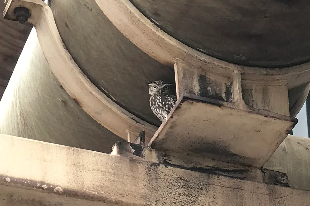 steenuil remco craane