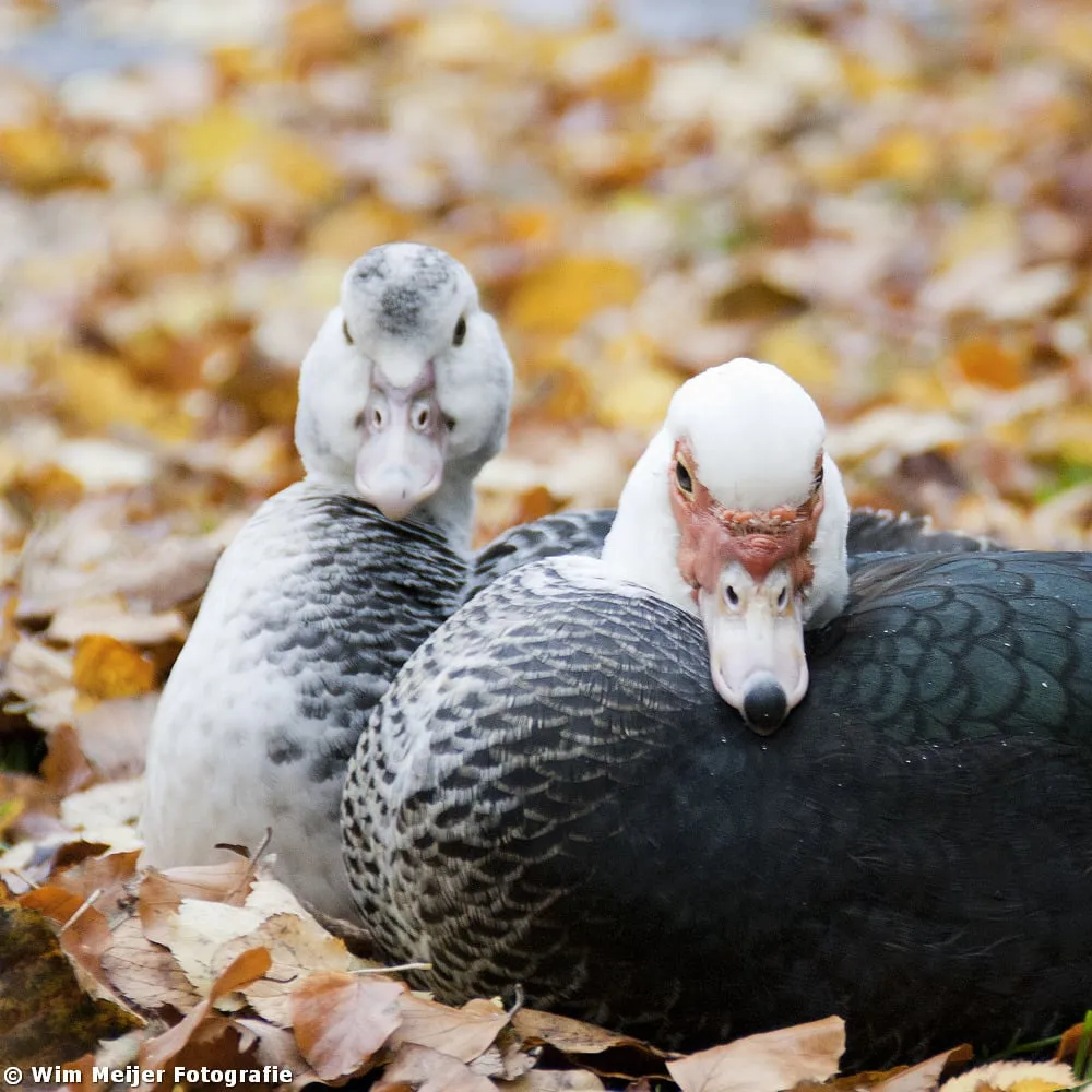 tumblr mw1nwpepga1svvyvco6 1280