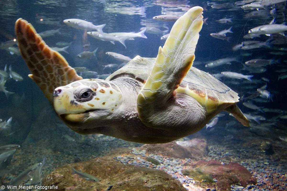 tumblr ngc0le7rcj1svvyvco4 1280