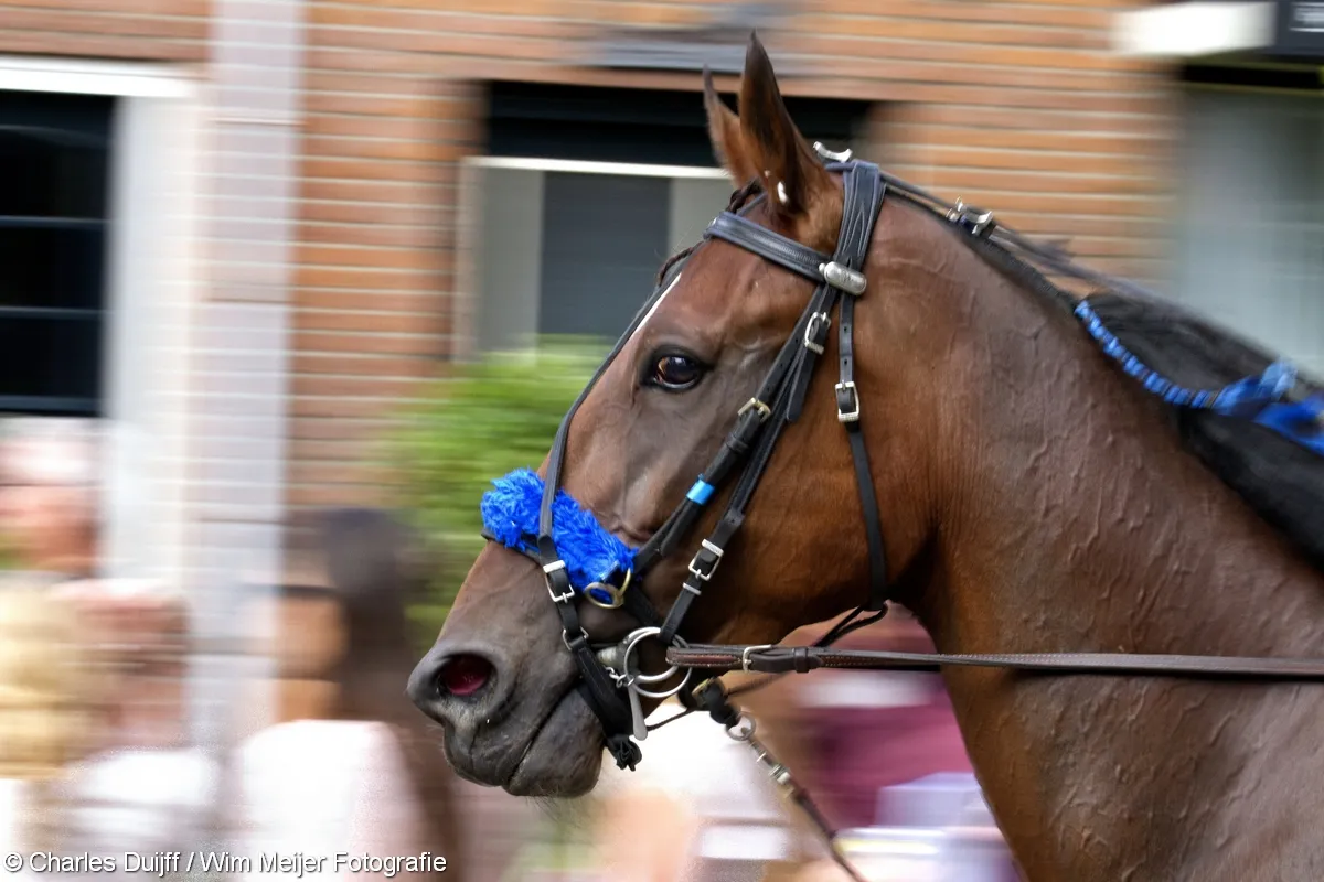 wim meijer fotografie img 00251