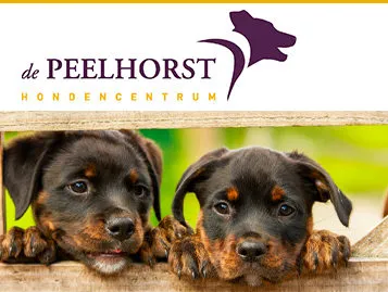 image006 e1607889645710