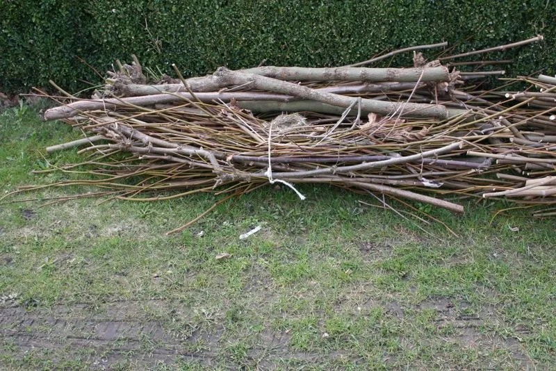 71823733 2764685893584233 6666095629179027456 n