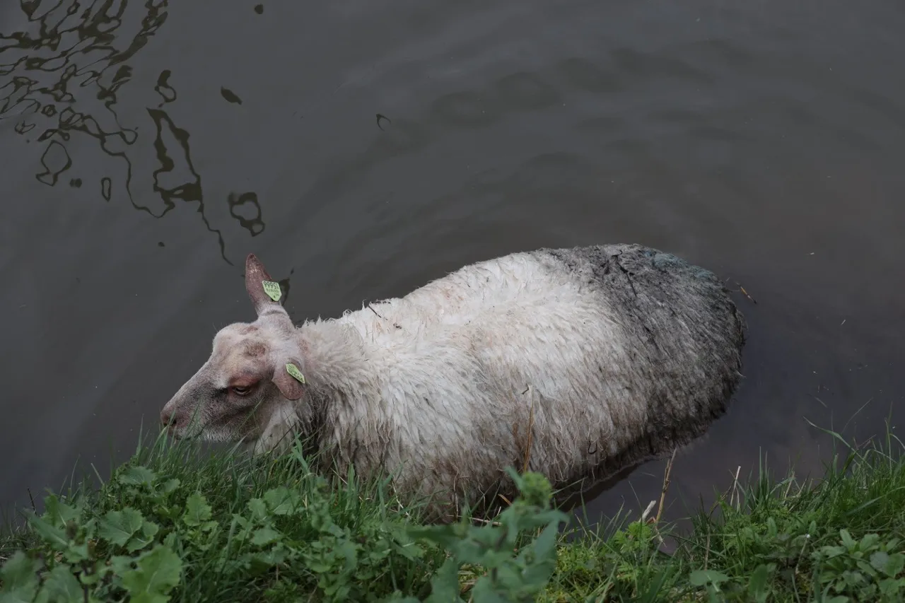 20200315130629 fpmb4405