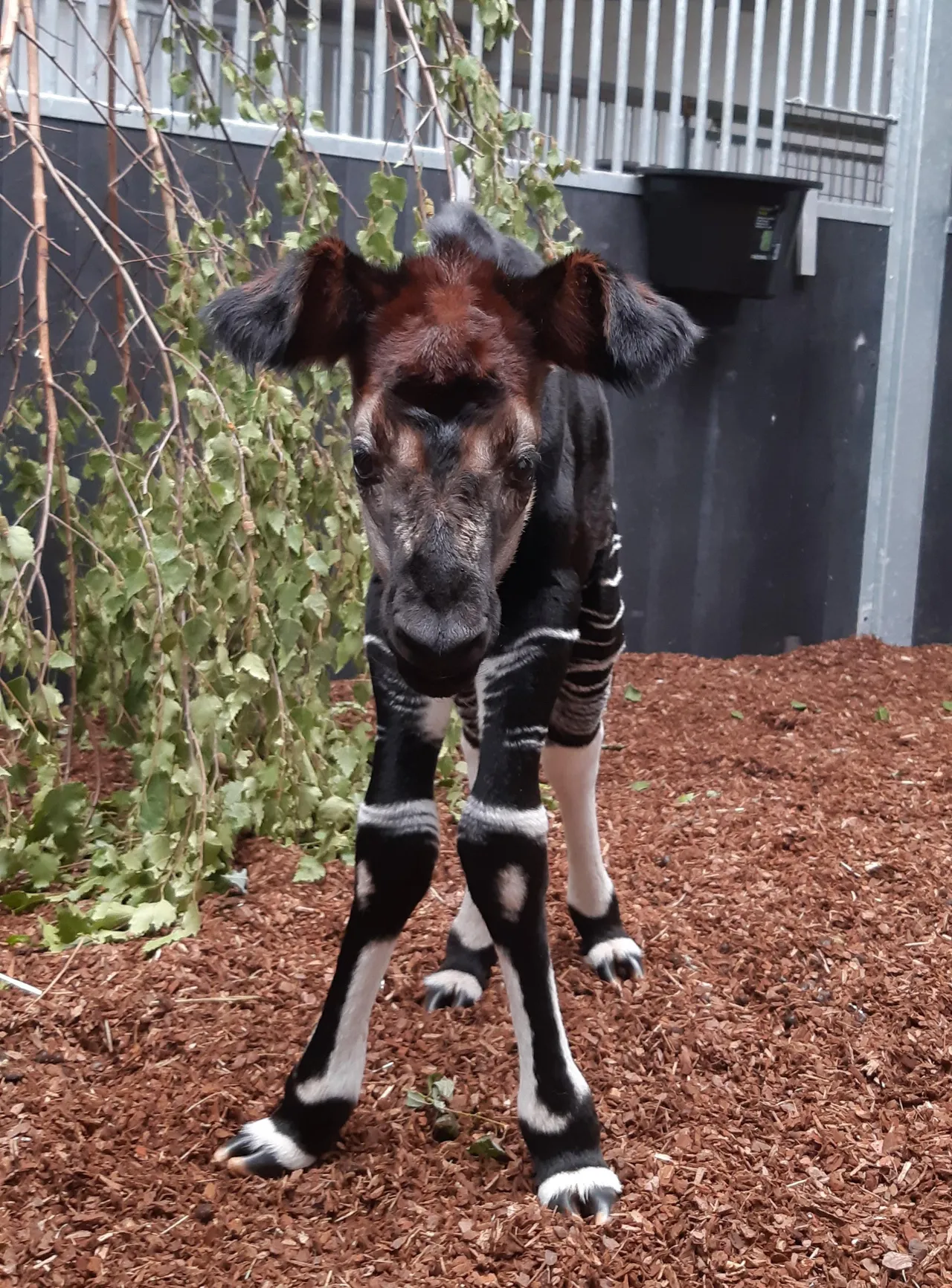 2154 801e0015a6eb5eeddfaa9f39ee1d967a