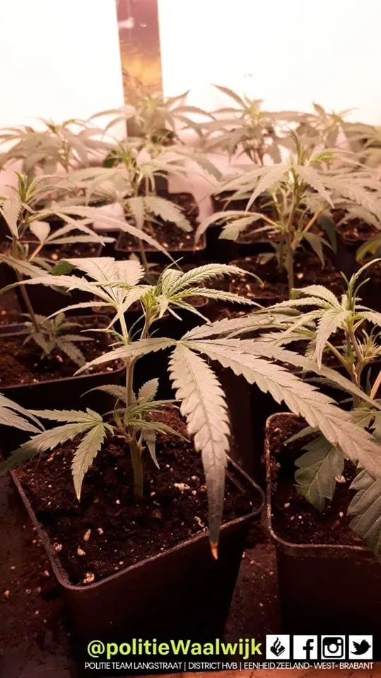 83375599 541849146417693 1554959902693130240 o