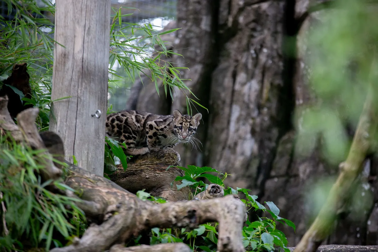 2023 07 nevelpanter jong voor het eerst naar buiten 2