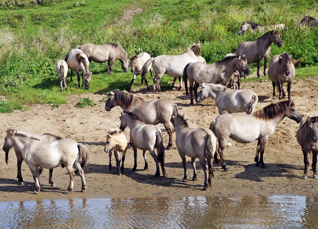 blauwe kamer paarden 02092017 2