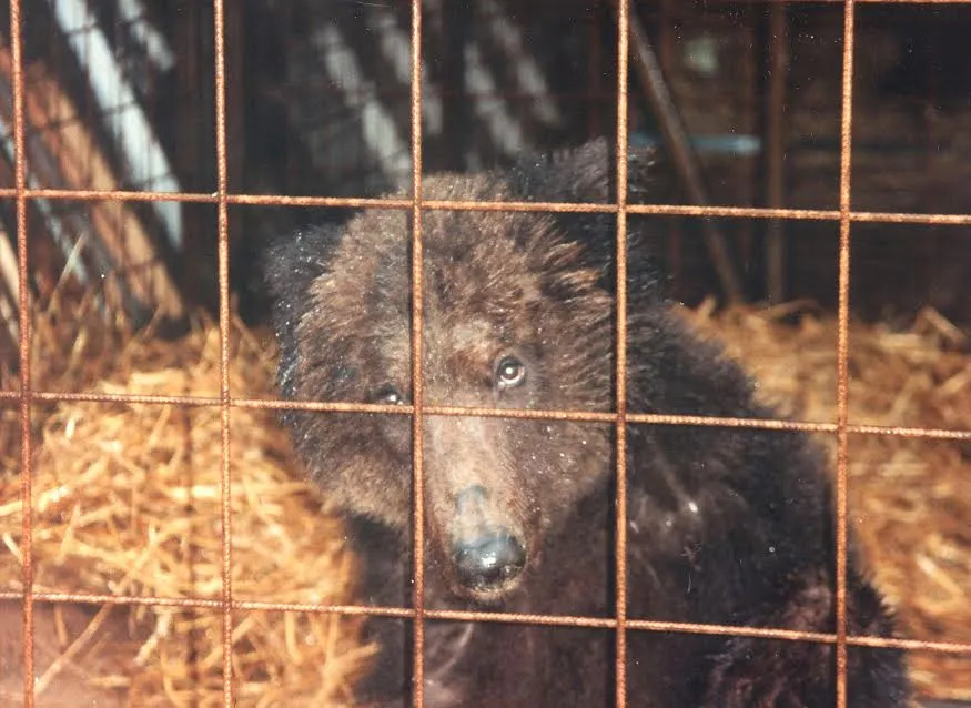 masha bij het circus bears in mind en ouwehands dierenpark
