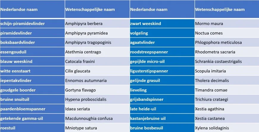 nachtvlinders september