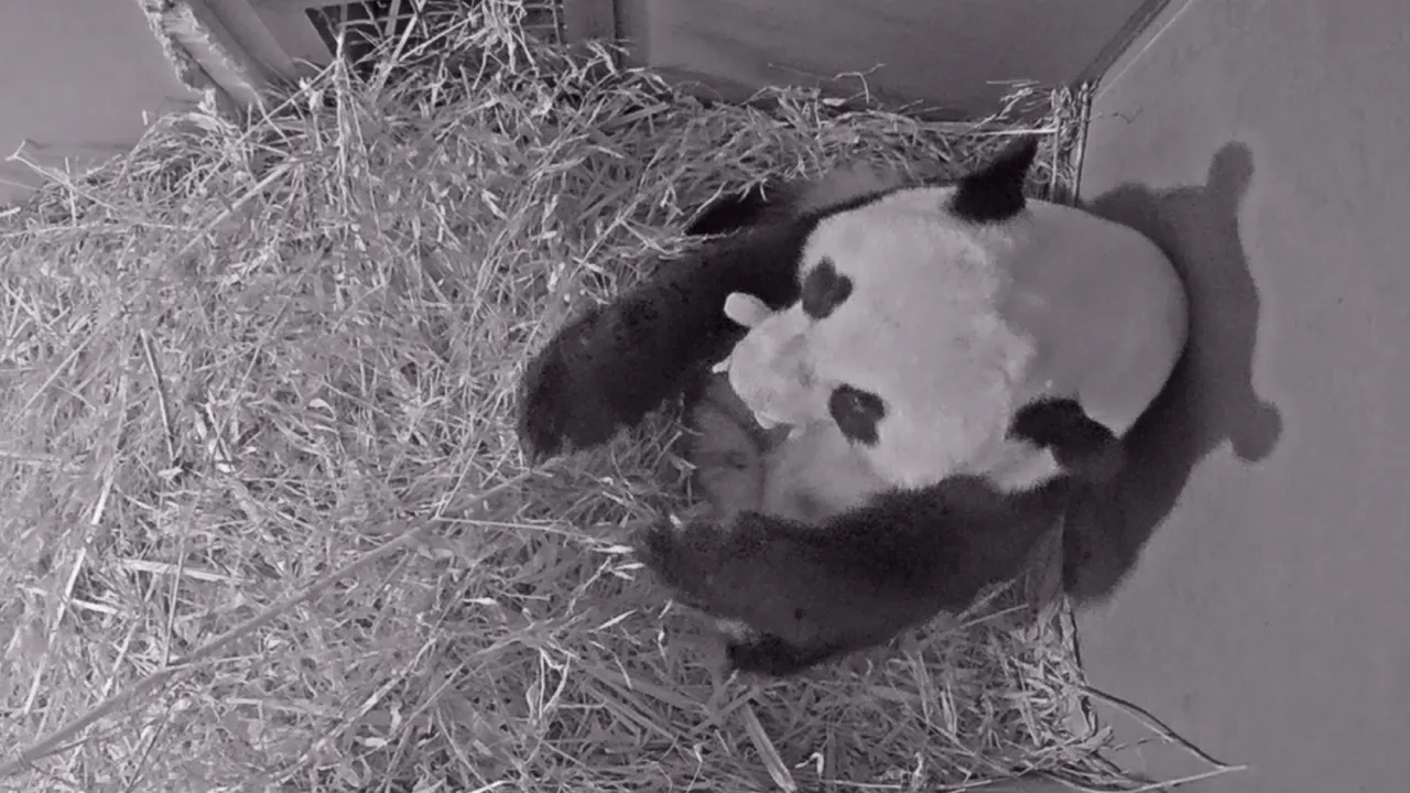 wu wen met pandajong ouwehands dierenpark 2
