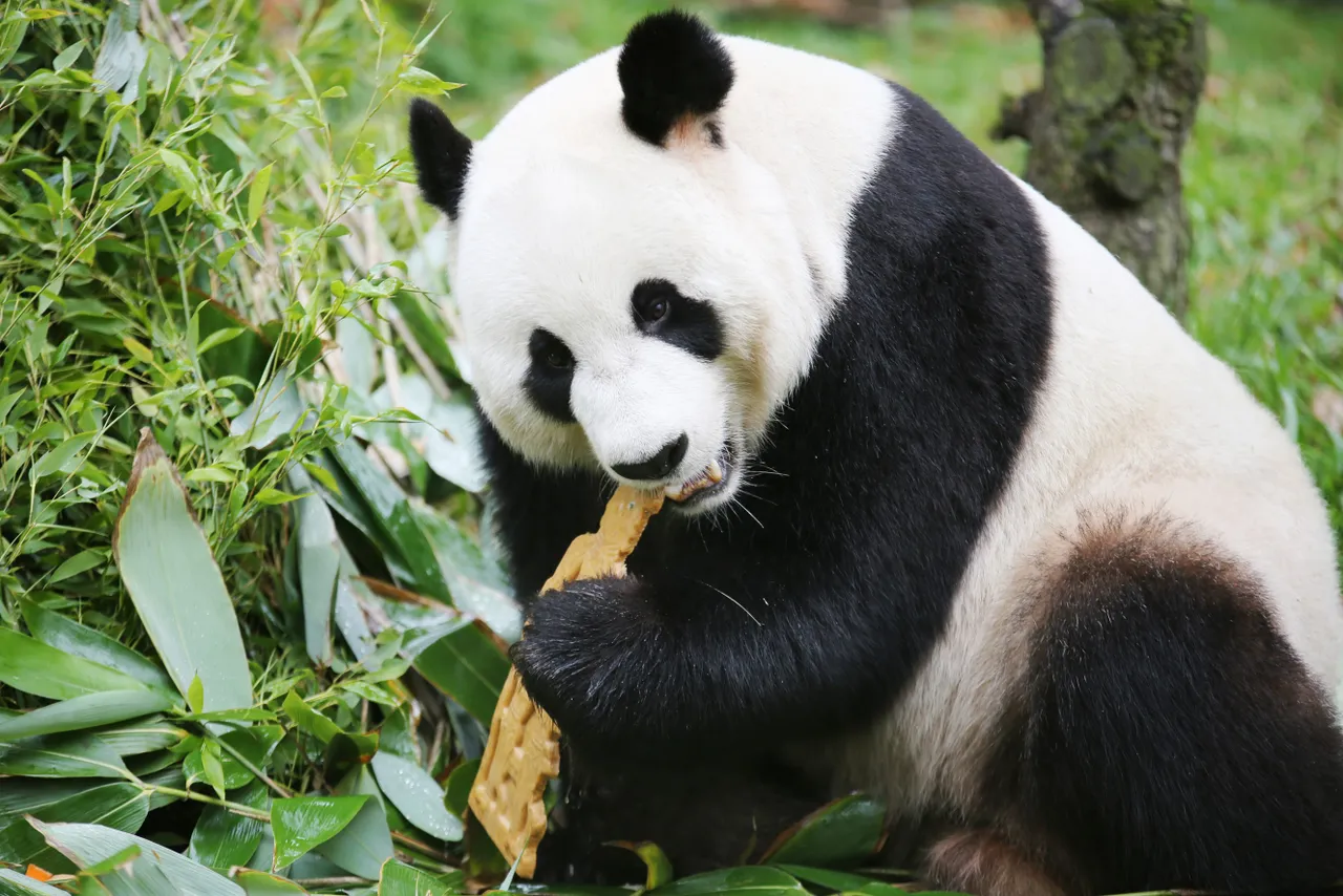 xing ya snoept van zijn traktatie