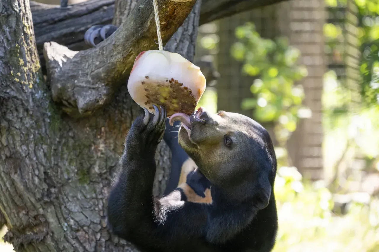 Bevroren fruit voor de beren Foto Mira Meijer<br>