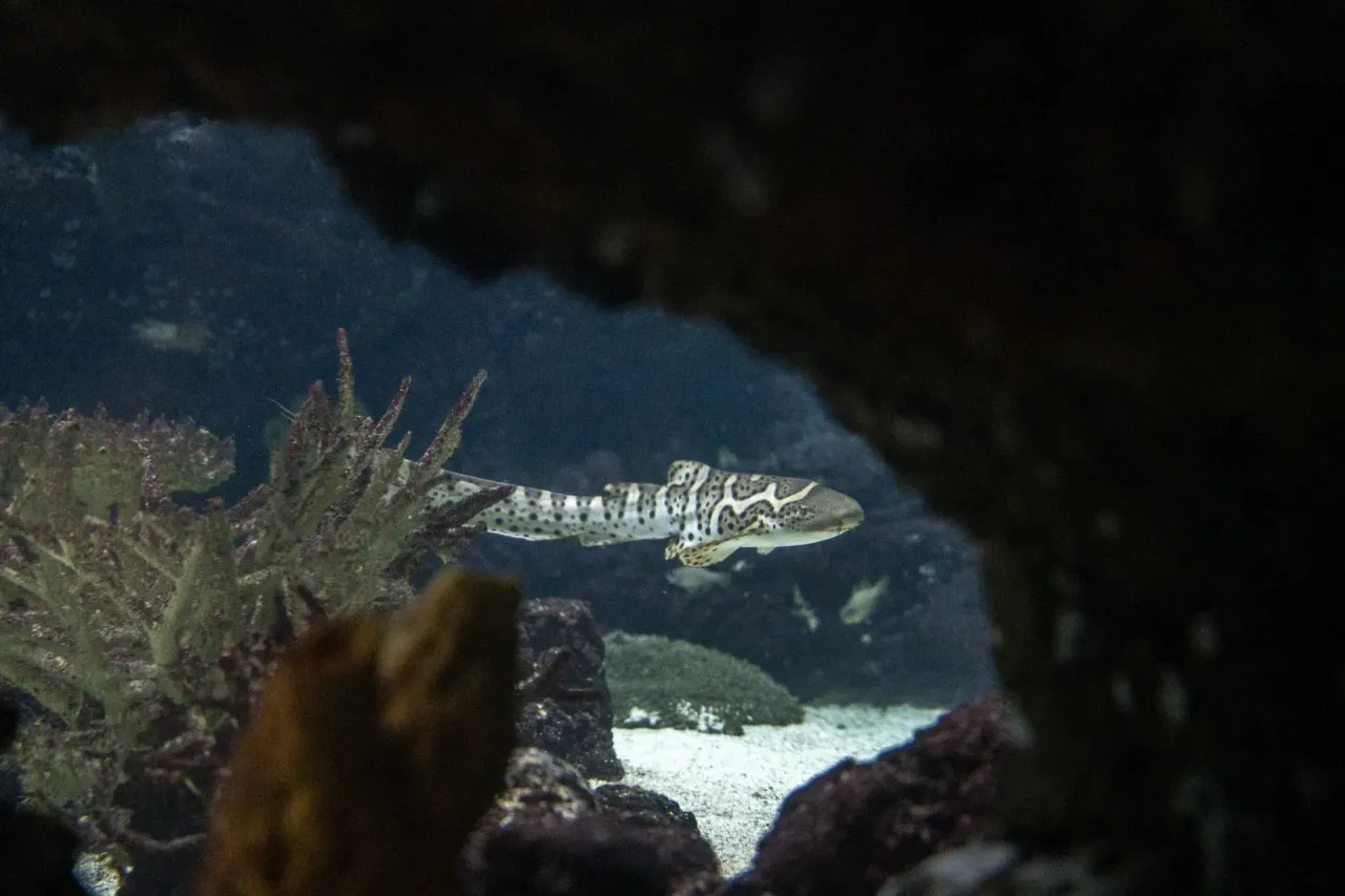 Foto Mira Meijer<br>