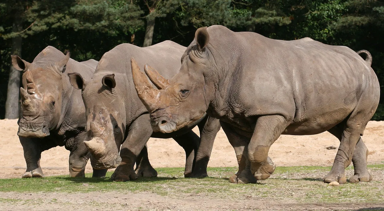 Breedlipneushoorns zijn grootverbruikers van hooi Foto Theo Kruse