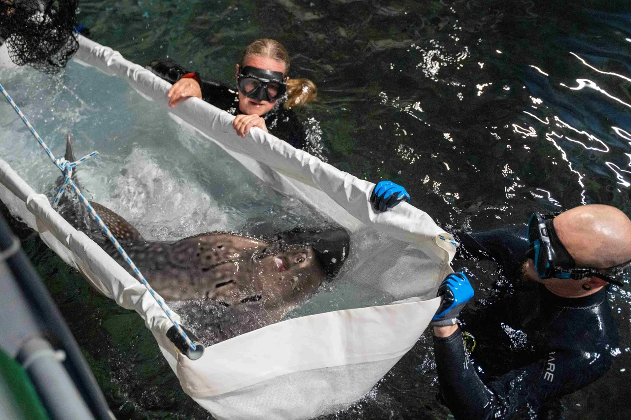 Boogbekrog arriveert in Ocean. Foto: Mira Meijer, Koninklijke Burgers' Zoo