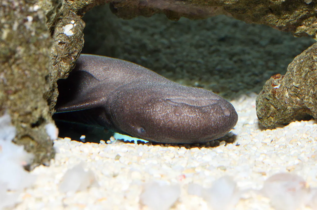 Haaien.Kleine verpleegsterhaai ligt vaak ondersteboven.-Foto-Artis.Ronald van Weeren