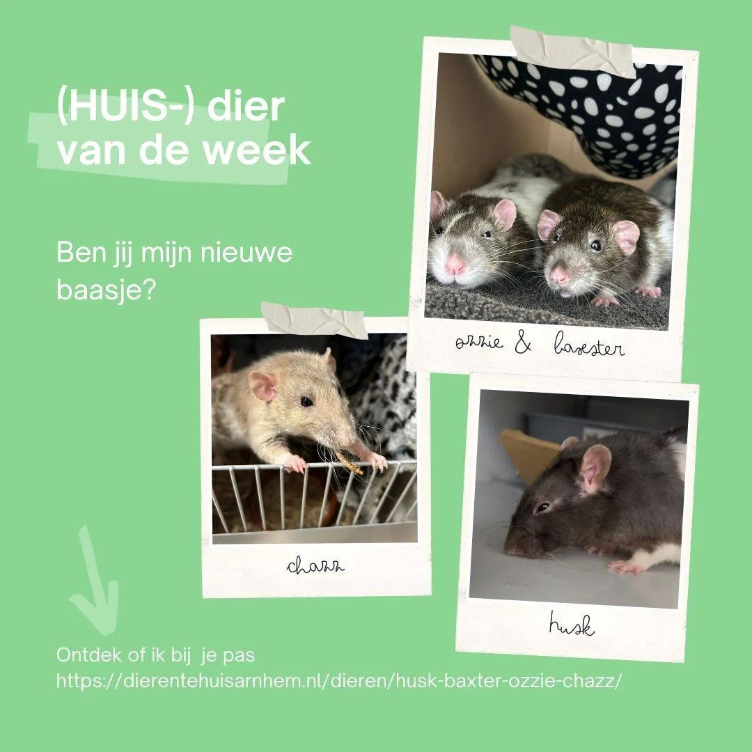 Ratten.Husk, Baxter, Ozzie & Chazz