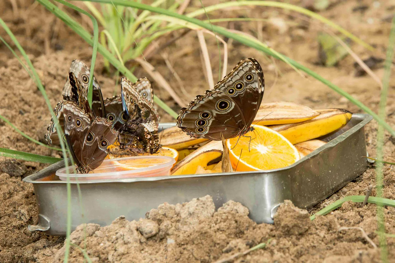 Vlinders-met-sinaasappels-1-Foto-Mira-Meijer