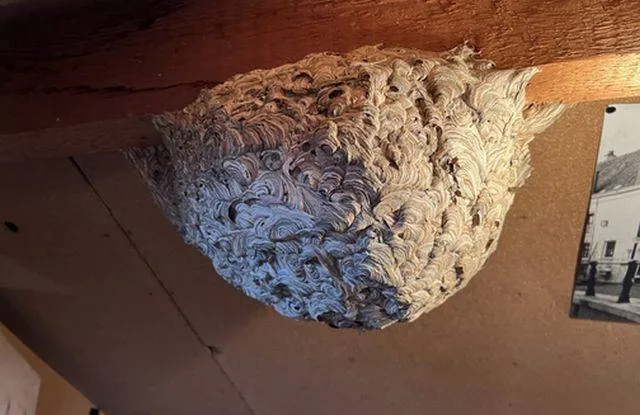 Wespenstichting.wespennest.Weetjes en informatie over (sociale) wespen