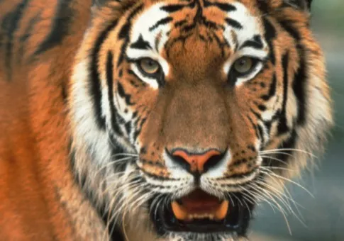 0921 resume mistakes tiger 485x340