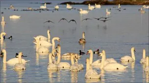 50381863 swans lochbisouthuist