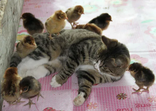 550w odd cat chick