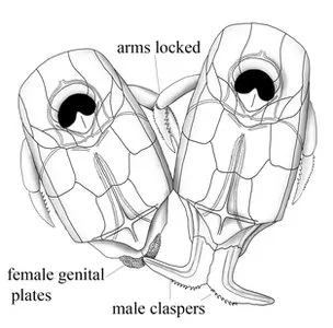 78356660 image2