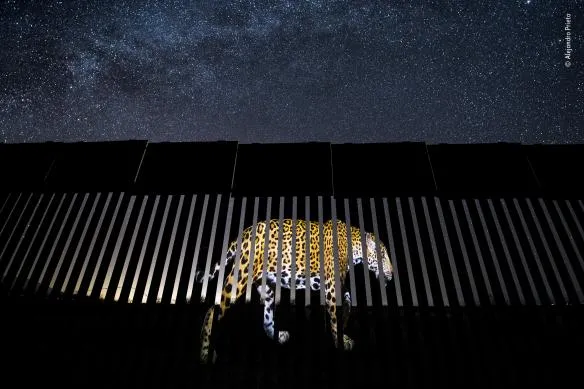 alejandro prieto wildlife photographer of the year 584x389