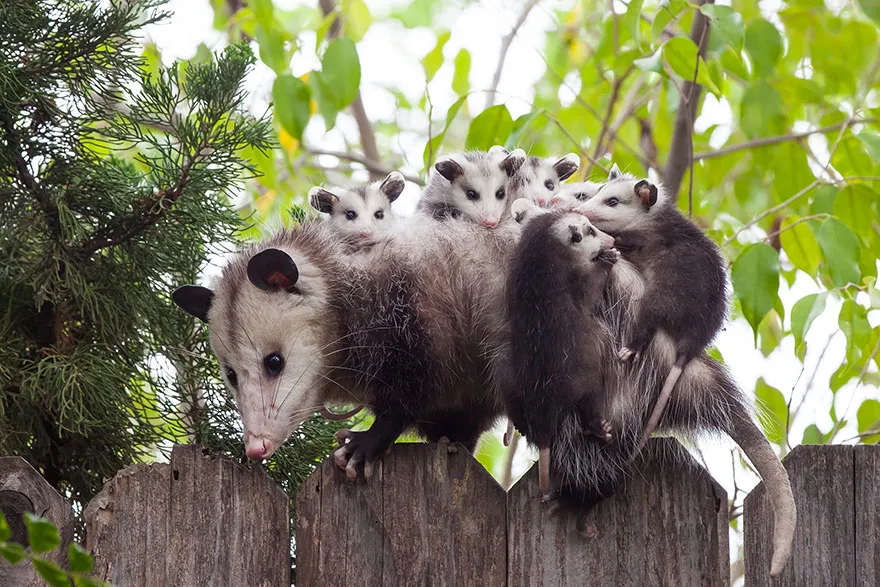 animal parents 1