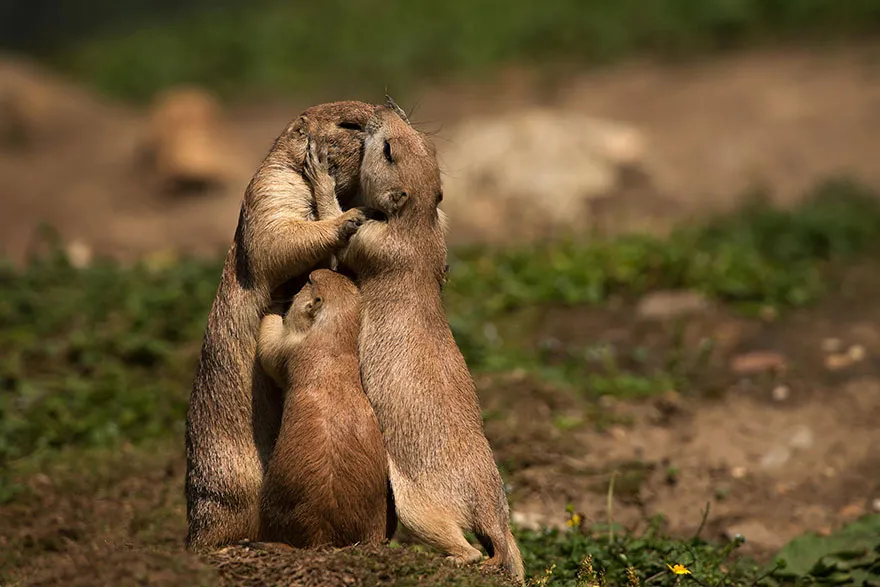 animal parents 10