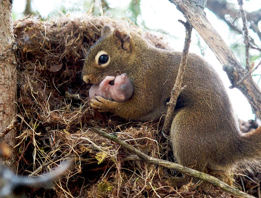 animal parents 14