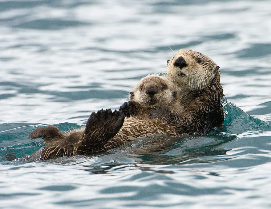 animal parents 17