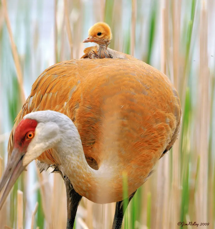 animal parents 20