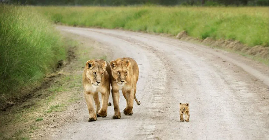 animal parents 23