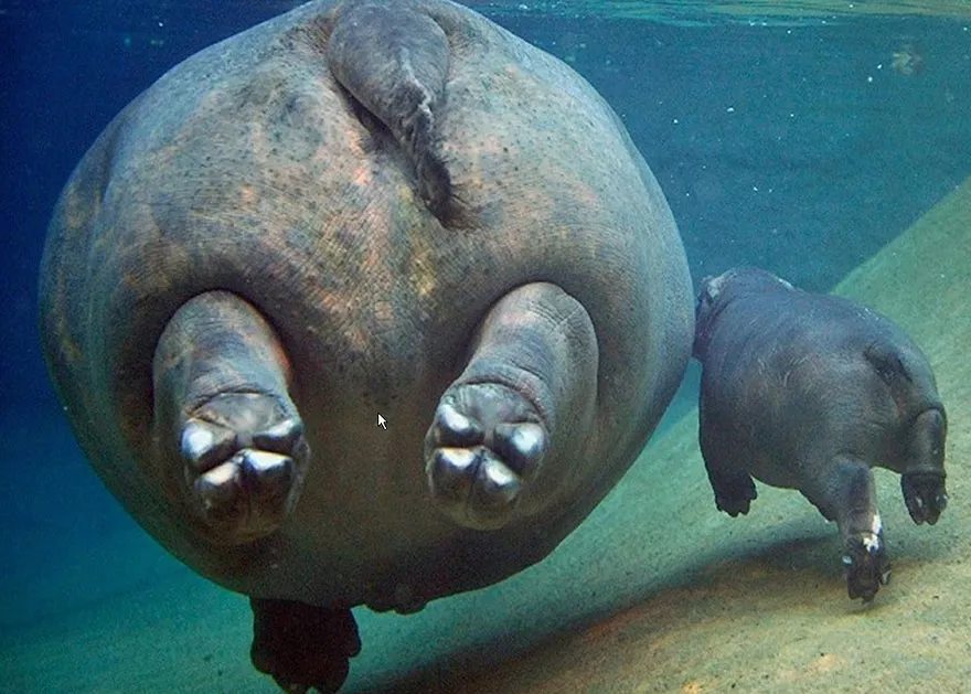 animal parents 25