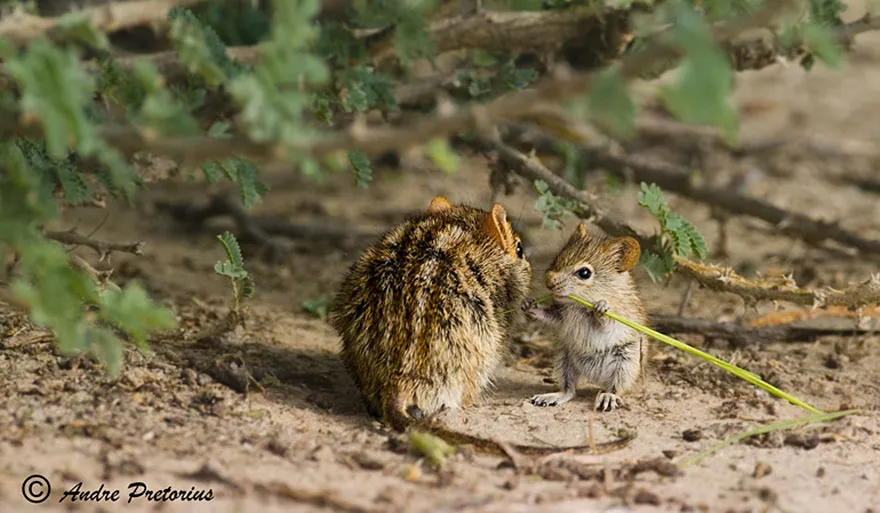 animal parents 26