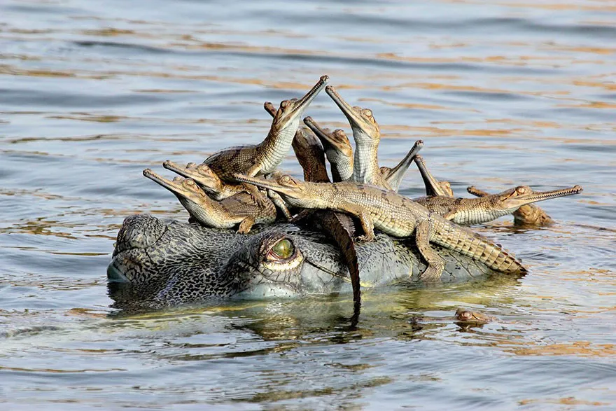 animal parents 28